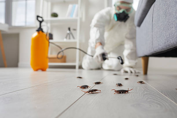 Commercial Rodent Management in Moscow